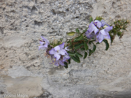 Matera